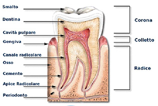 dente anatomia.jpg